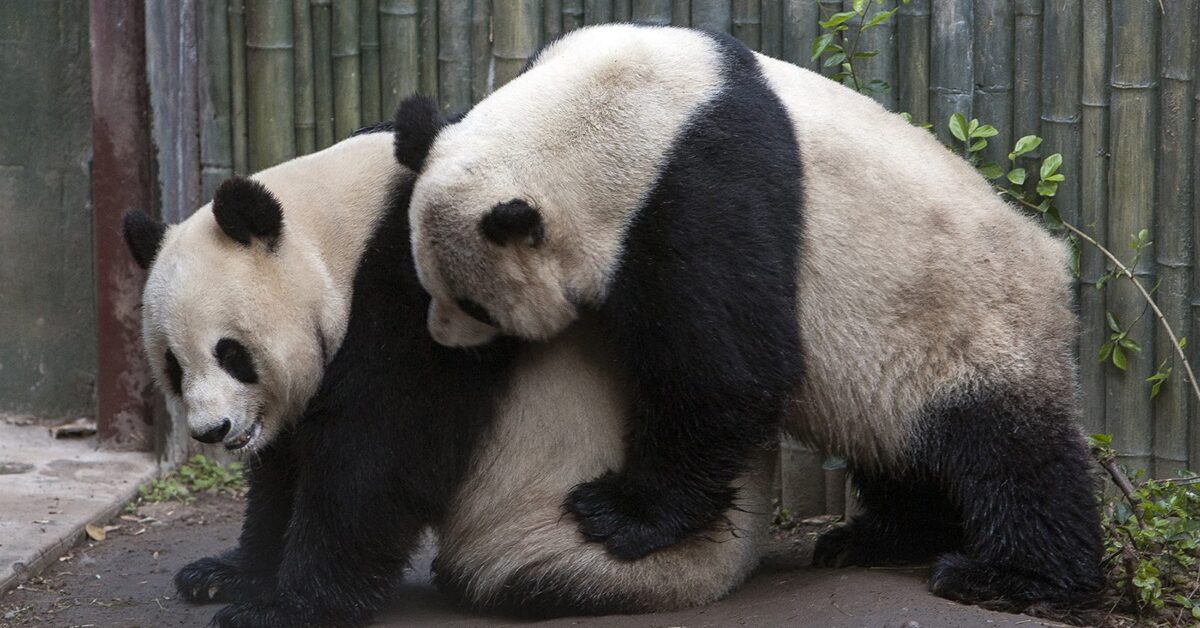 Two pandas mating